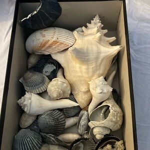 Shells and Conk Collection